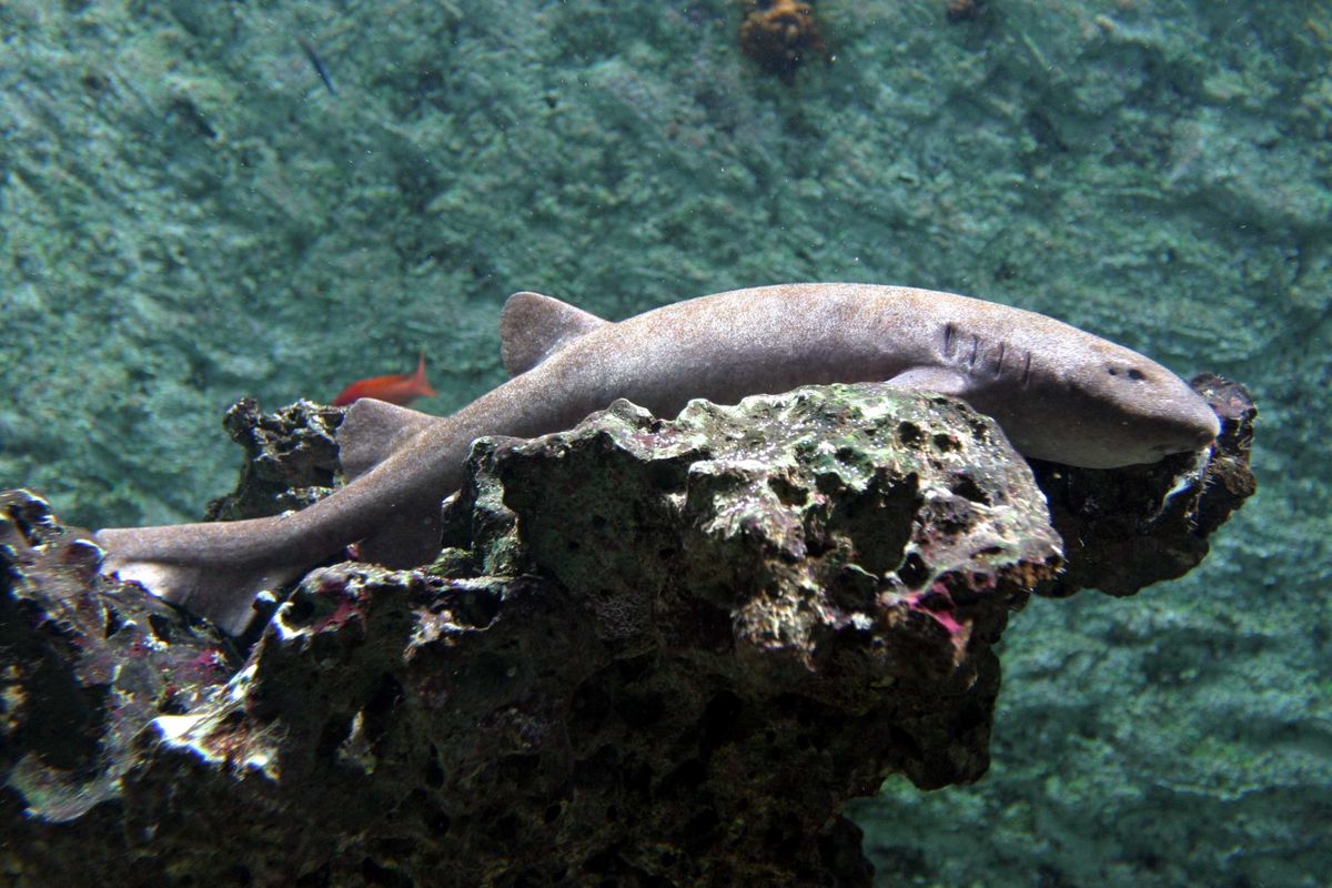 Kleine verpleegsterhaaien uit Burgers' Zoo terug naar Artis