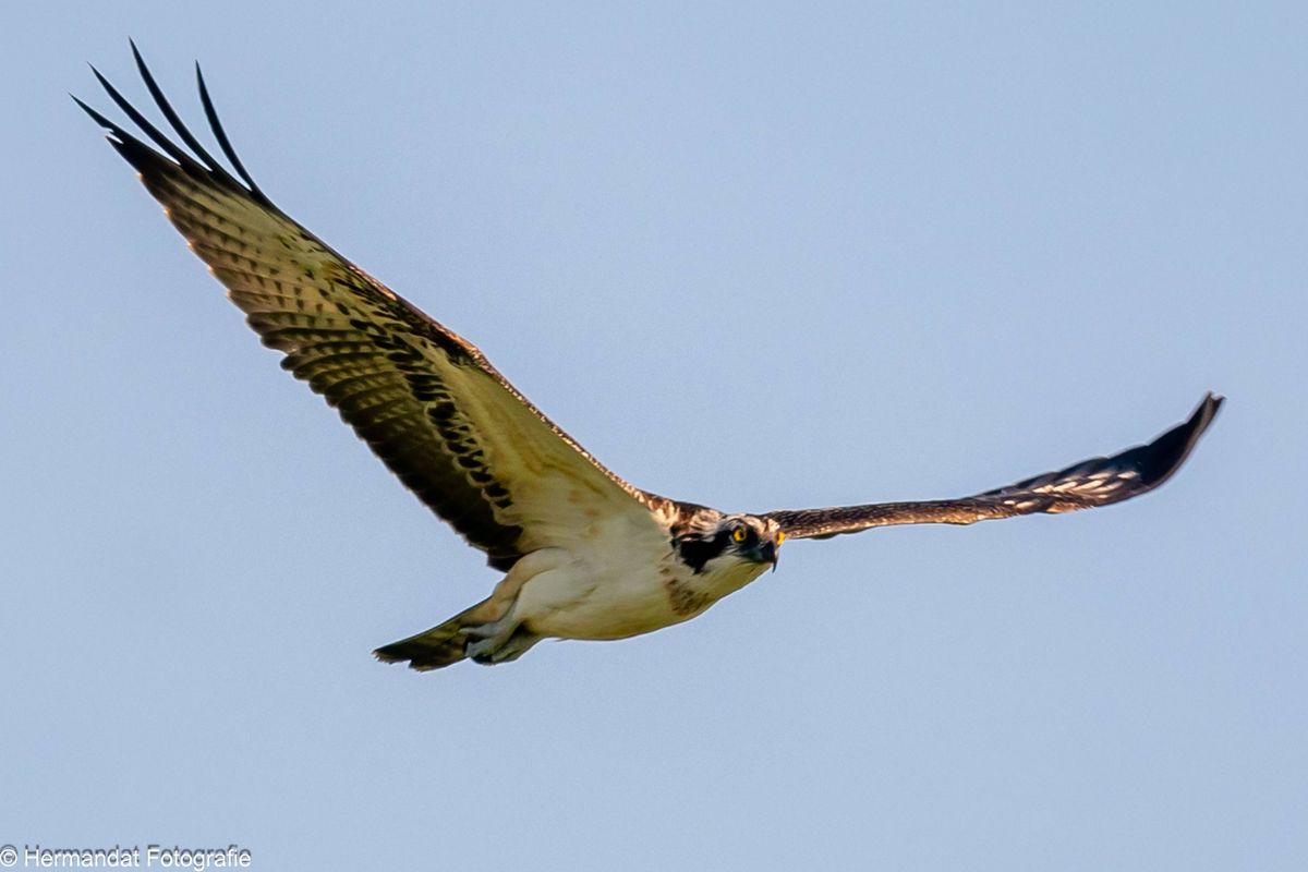 Vogels spotten in de Blauwe Kamer met IVN RijnWaal op 16 september