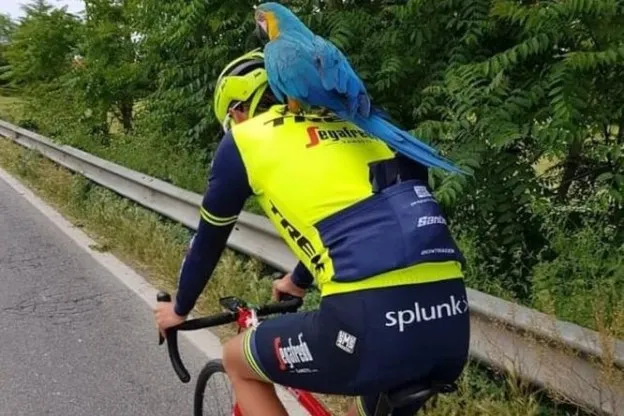 Papegaai van overleden Scarponi vindt nieuw maatje in broertje Nibali