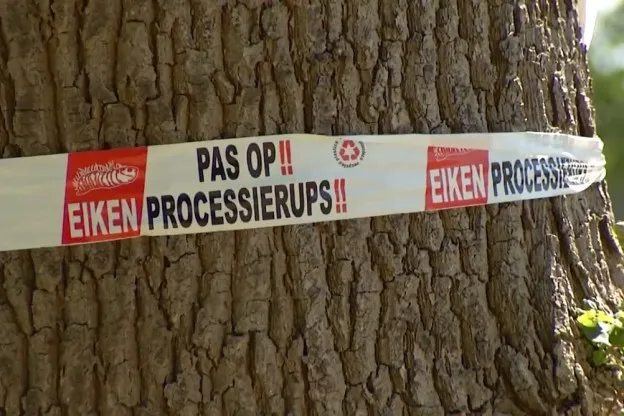 Eikenprocessierups rukt op: hoe kun je er als wielrenner mee omgaan?