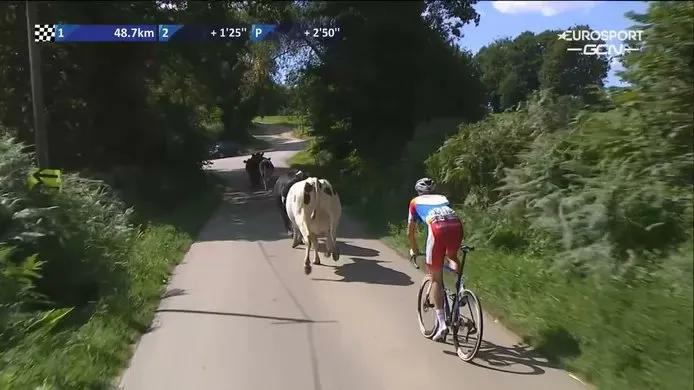 Video: Terpstra wordt in Bretagne Classic gehinderd door klein peloton koeien