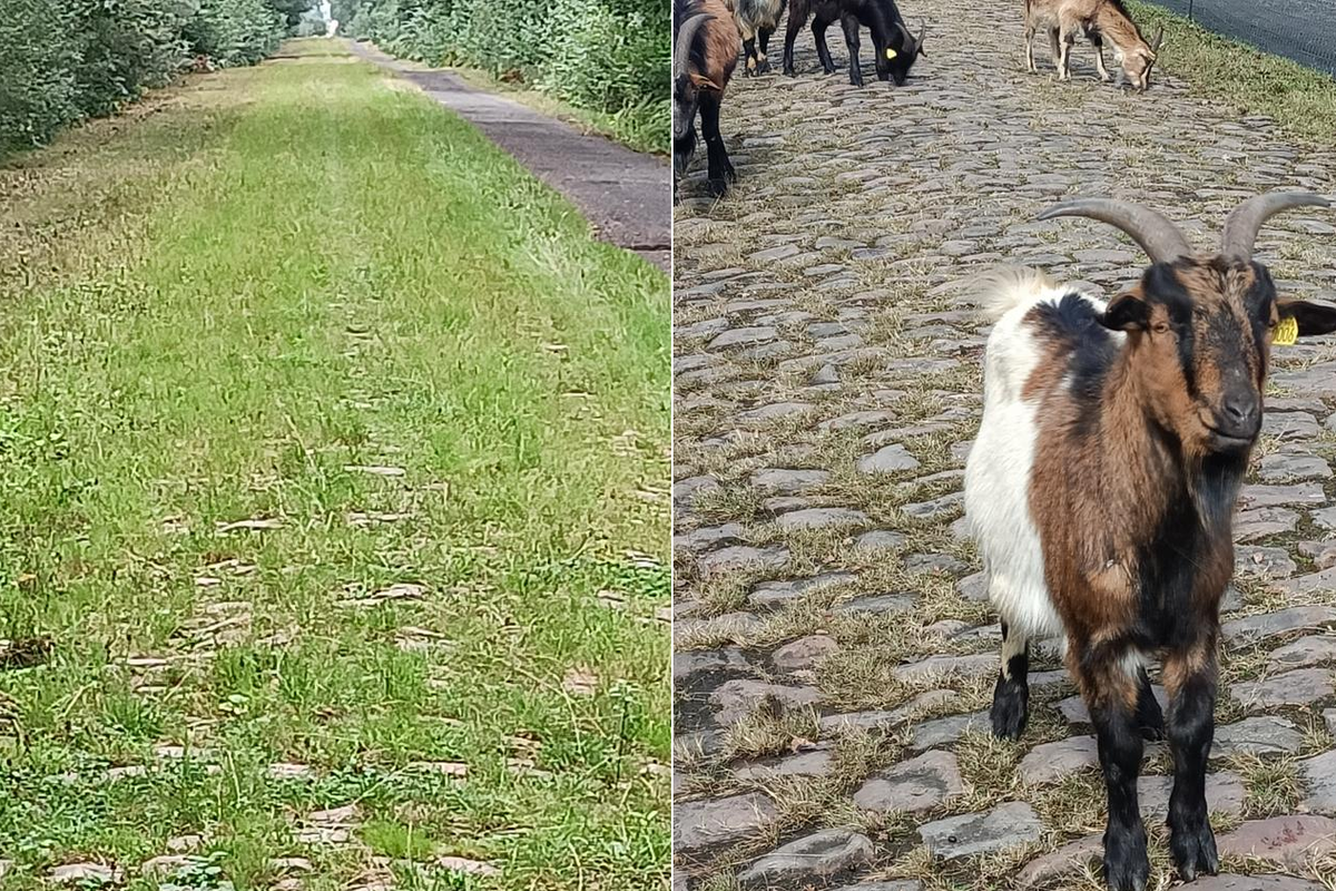 'Parijs-Roubaix zal nooit Wimbledon worden'; geiten en schapen ingezet om Bos van Wallers klaar te maken voor de Hel