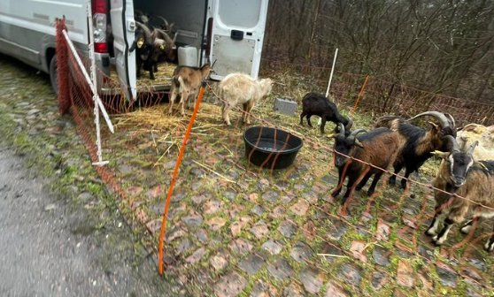 📸 Zijn de GOAT's al aanwezig voor Parijs-Roubaix? Kudde geiten graast kasseien van Bos van Wallers schoon