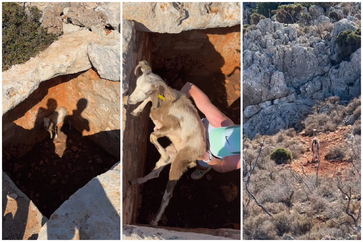 🎥 "GOAT helps goat": Demi Vollering performs heroic deed for a little goat during vacation in Greece.