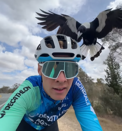 Ondertussen in het peloton | Osar Chamberlain wordt tijdens training aangevallen door 'Australian Magpie’