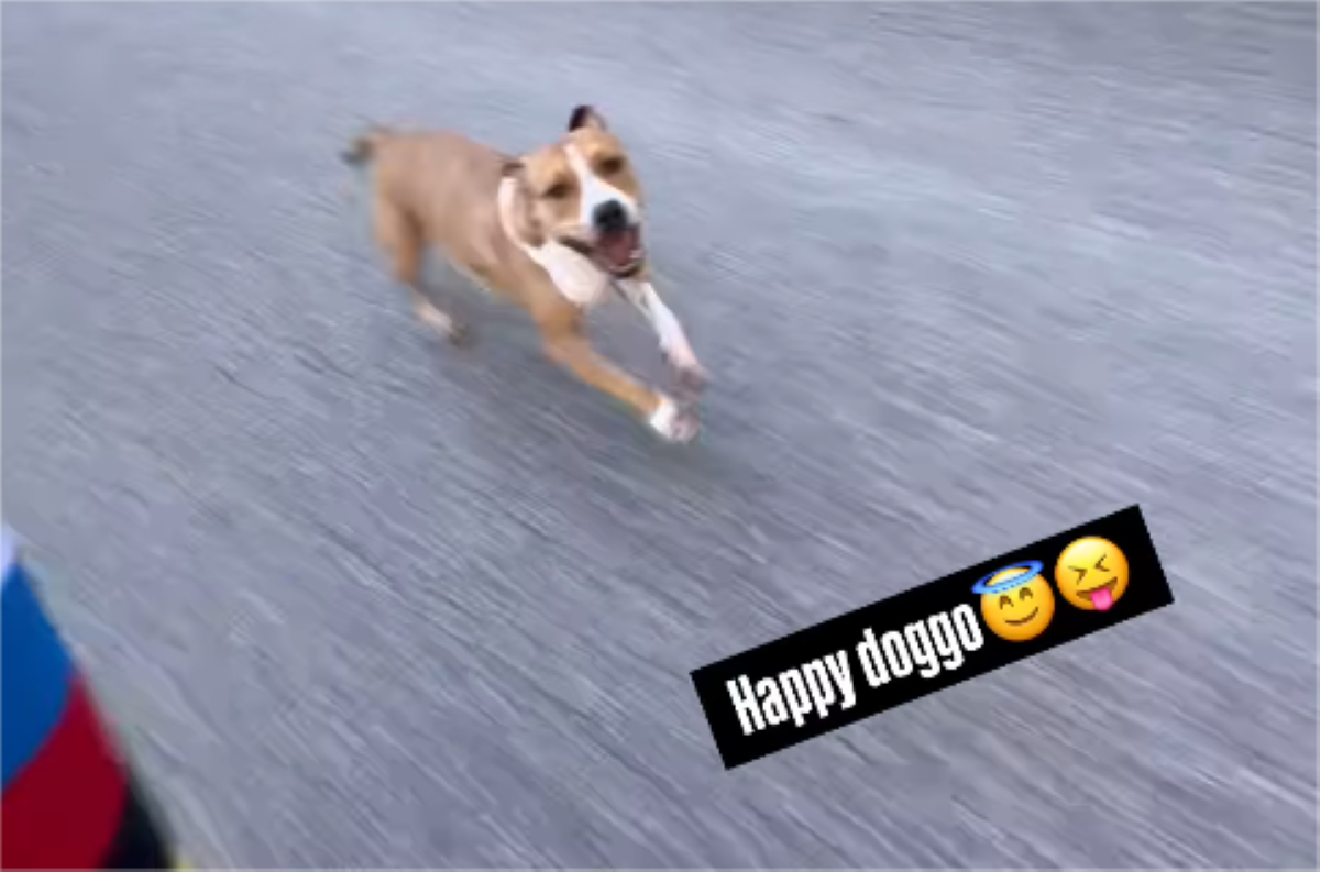 📸Pogacar once again gets someone on his wheel: 'happy doggo' sprints casually alongside world champion