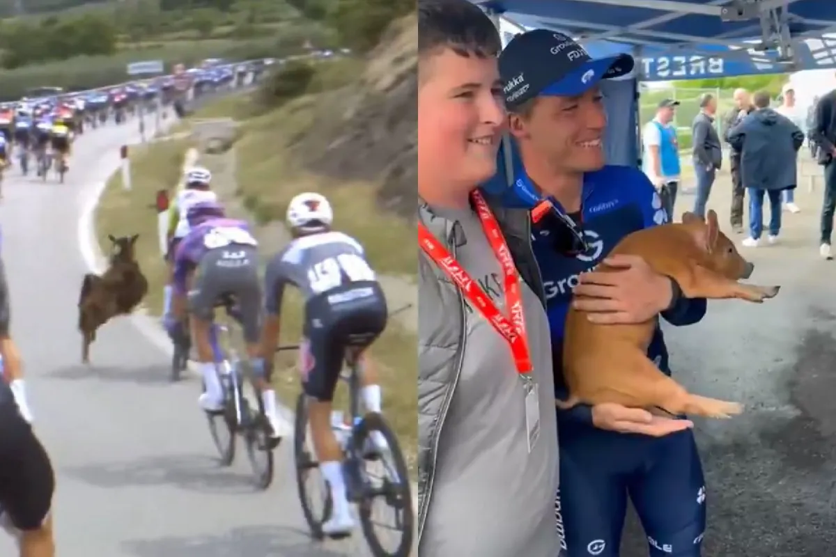 🎥 Mother’s Day turns into Animal Day! Smith spooked by crossing goat in Giro, Madouas gets piglet as gift
