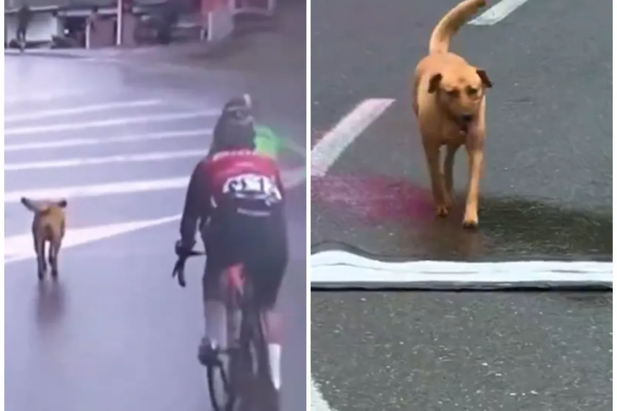 Ondertussen in het peloton | Hond wordt 13e in koninginnenrit Ronde van Colombia voor vrouwen na 'ontsnapping' van 25 kilometer