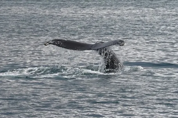 Bultrug neemt verkeerde afslag in Australische wateren