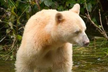 Witte Kermode-beer blijkt iets zeldzamer dan gedacht