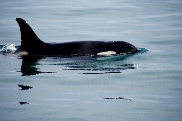 Update II | Zorgen om puberende orka's: 'Wordt erger'