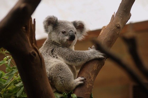 Koala officieel op lijst van bedreigde soorten in Australië
