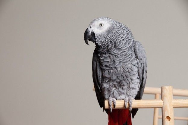 Update | Muitende papegaaien worden apart gezet