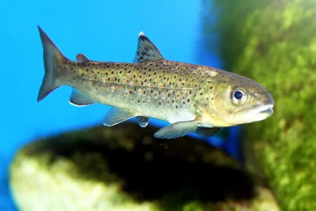 Zeeforel vindt precies plaats waar hij is geboren