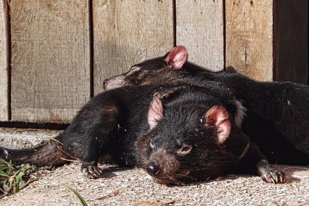 Tasmaanse duivel keert terug in de Australische wildernis