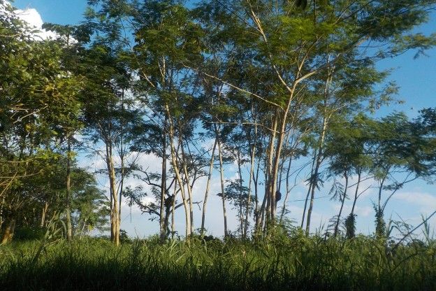 Amazone verandert van regenwoud naar een savanne