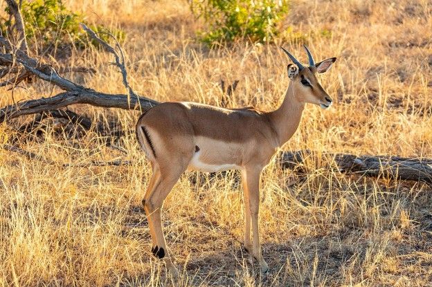 Een impala 'migreert' op zijn eigen wijze