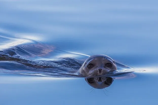 Alarm om niet bevriezend ijs in Arctisch water