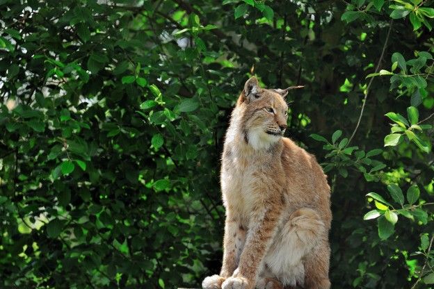 De Iberische lynx is bezig aan een opmars in Spanje