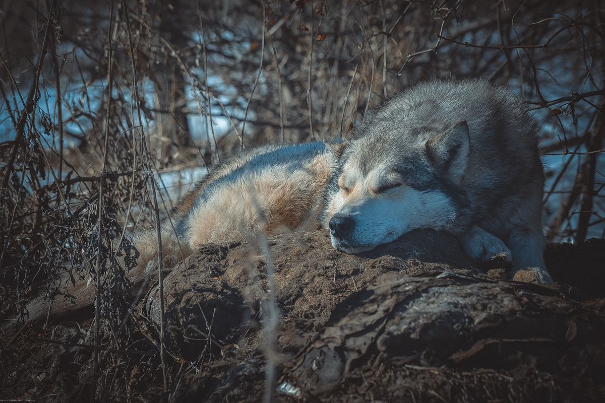 Update | De wolf krijgt weer een kans in Colorado