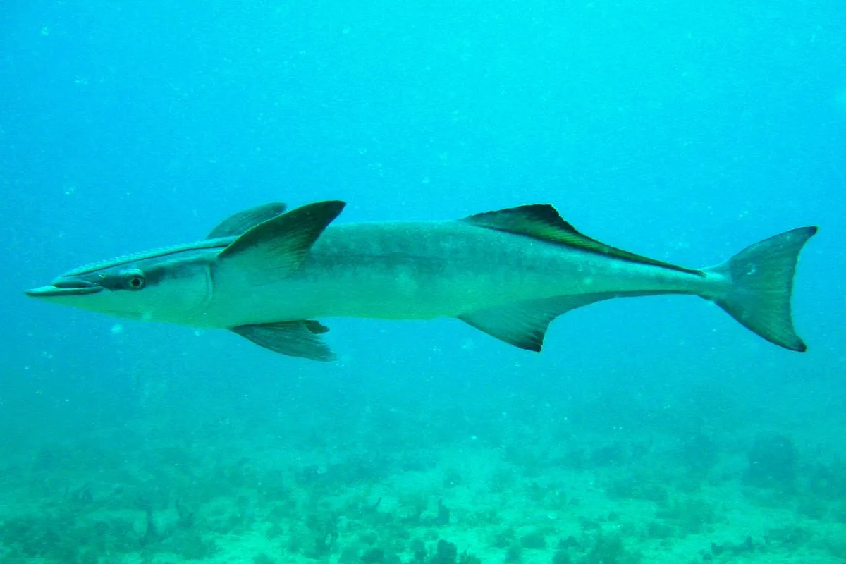 Waar zuigt een remora zich vast aan de walvis?