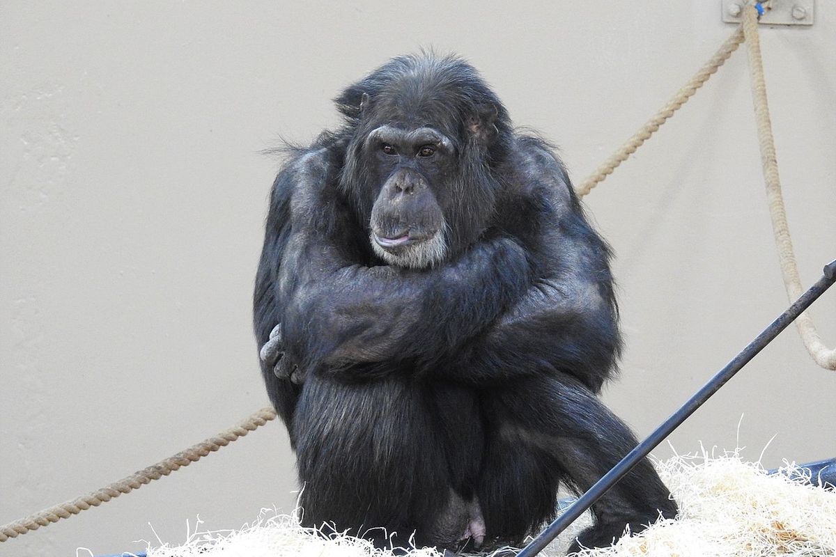 Waarom moesten de chimpansees in Amersfoort dood?