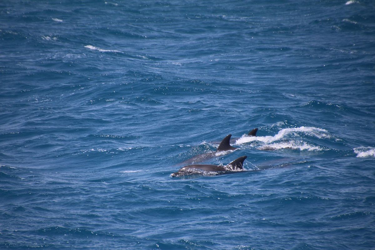 Massaal dolfijnen aangespoeld op strand van Nieuw-Zeeland