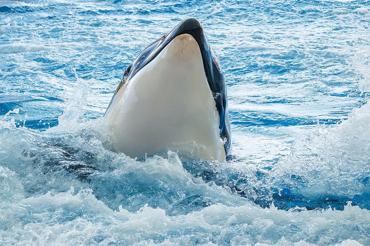 Witte haaien voor kust van Zuid-Afrika slachtoffer van orka's