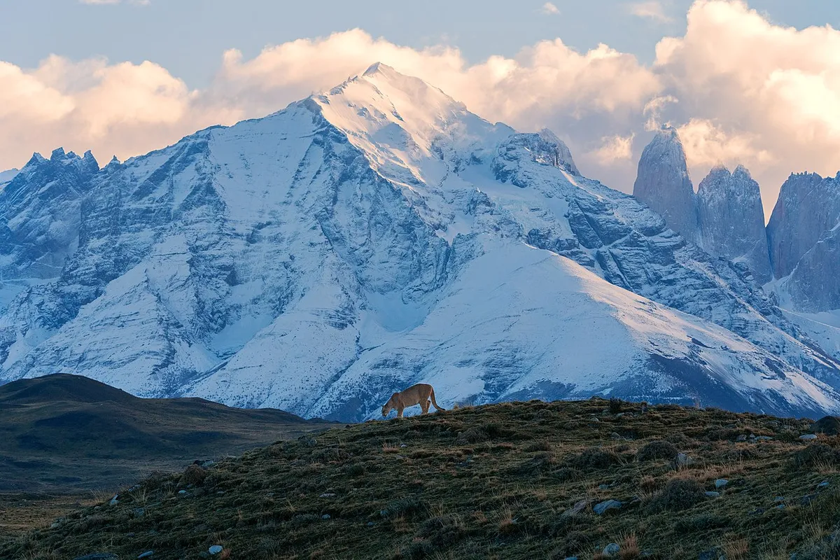 Past de vos zijn menu aan voor de poema in de Andes?