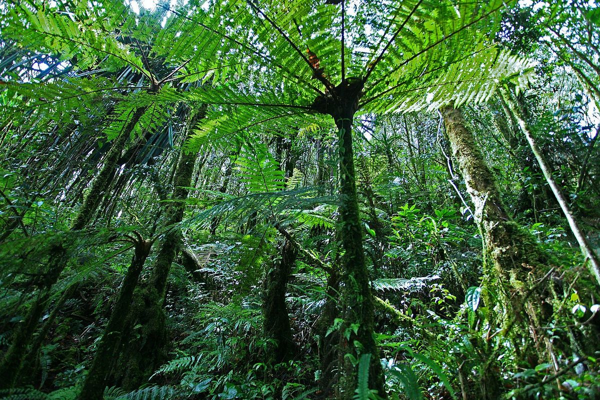 Regenwoud in Indonesië verliest flink terrein door palmolie