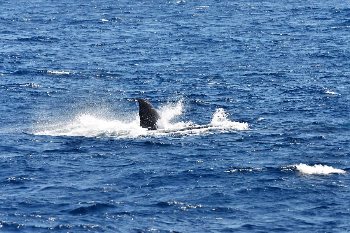 'Weer nieuwe walvissoort ontdekt, ditmaal blauwe vinvis'