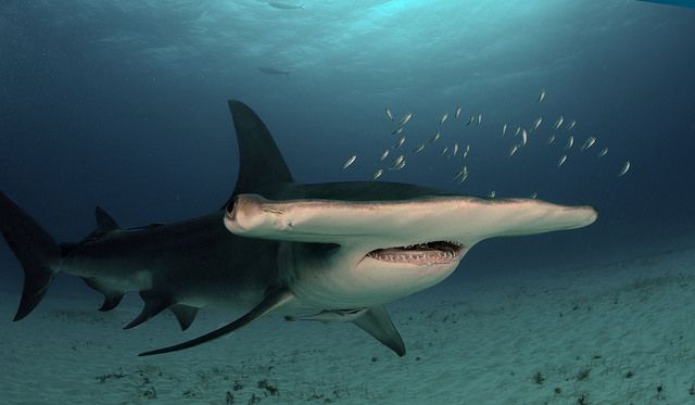Groot aantal haaien dreigt uit te sterven
