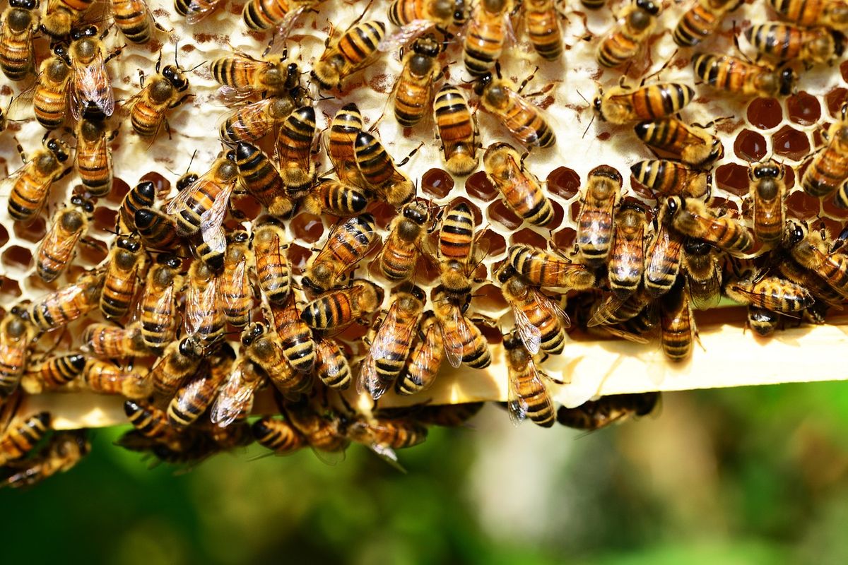 Bijen gebruiken bijzondere techniek om horzels af te weren