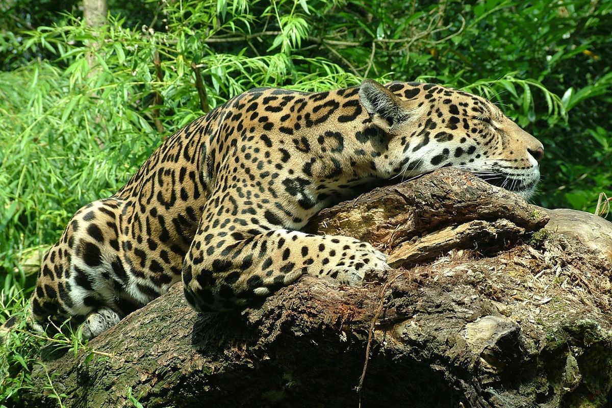 Habitat van jaguar bedreigd door muur Trump in de VS