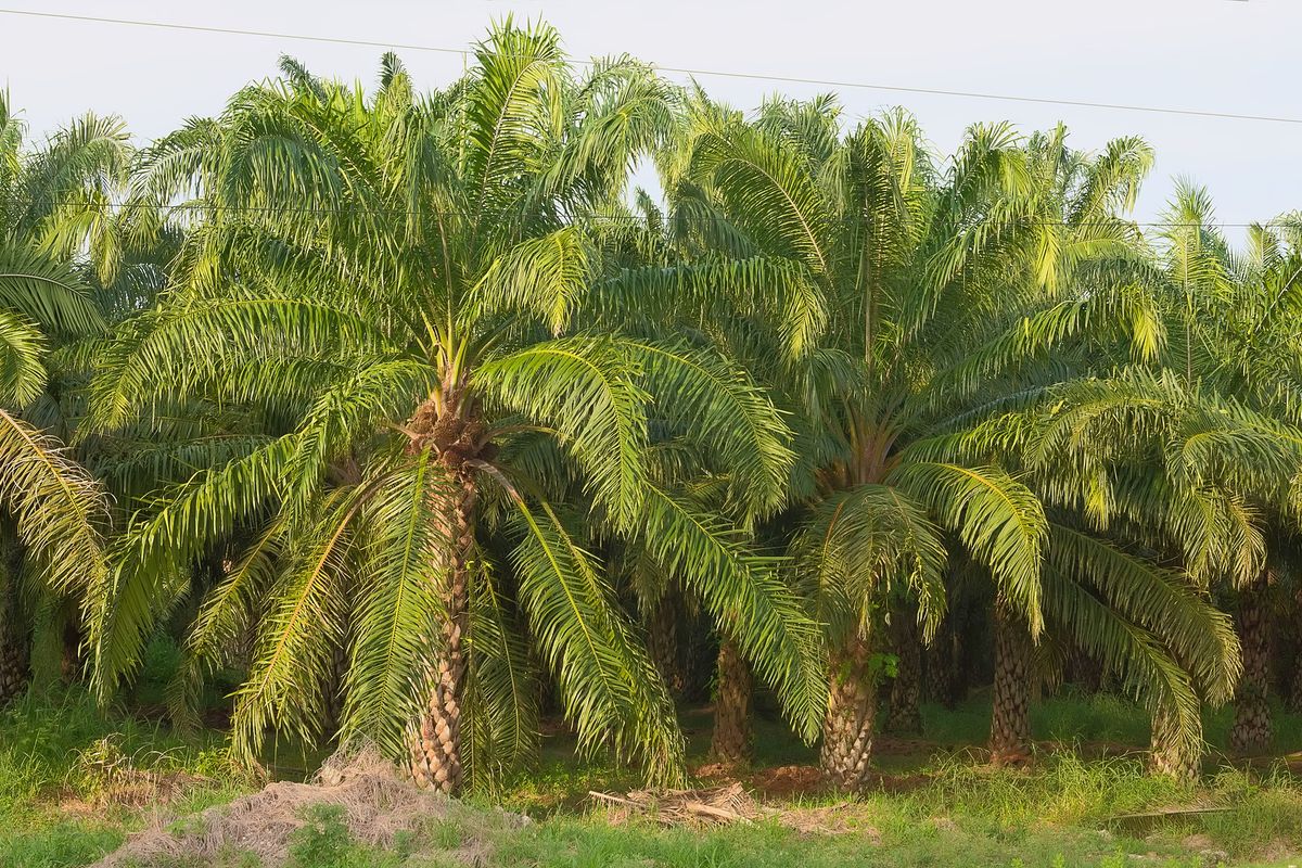 Synthetische palmolie kan ontbossing in toekomst voorkomen
