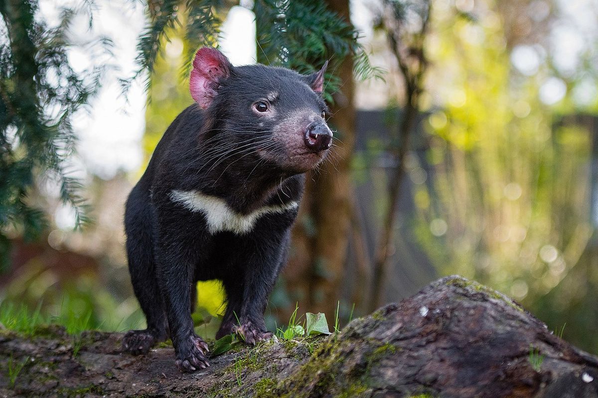 Tasmaanse duivels krijgen reproductiegetal zelf onder de één