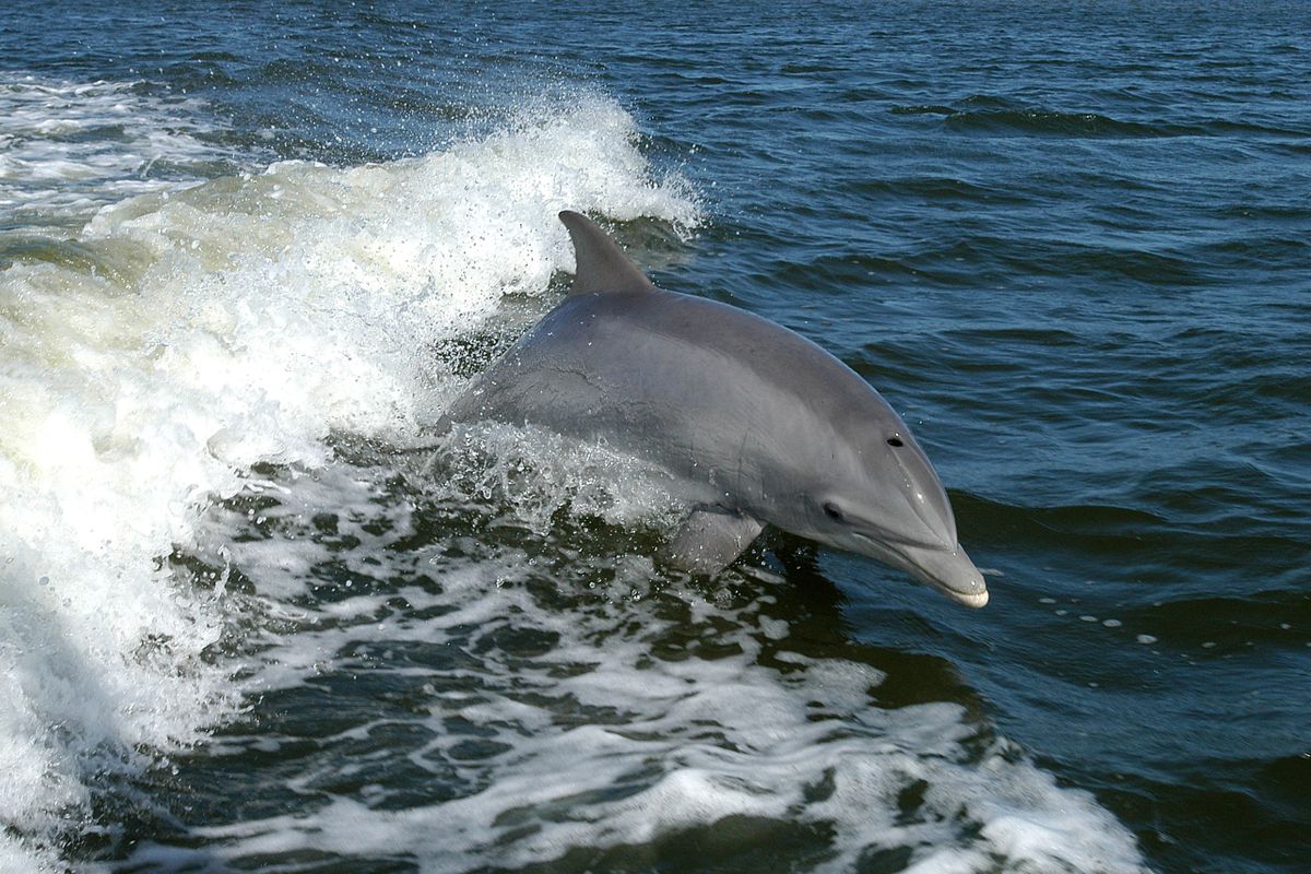 'Dolfijnen krijgen huidziekte door klimaatverandering'