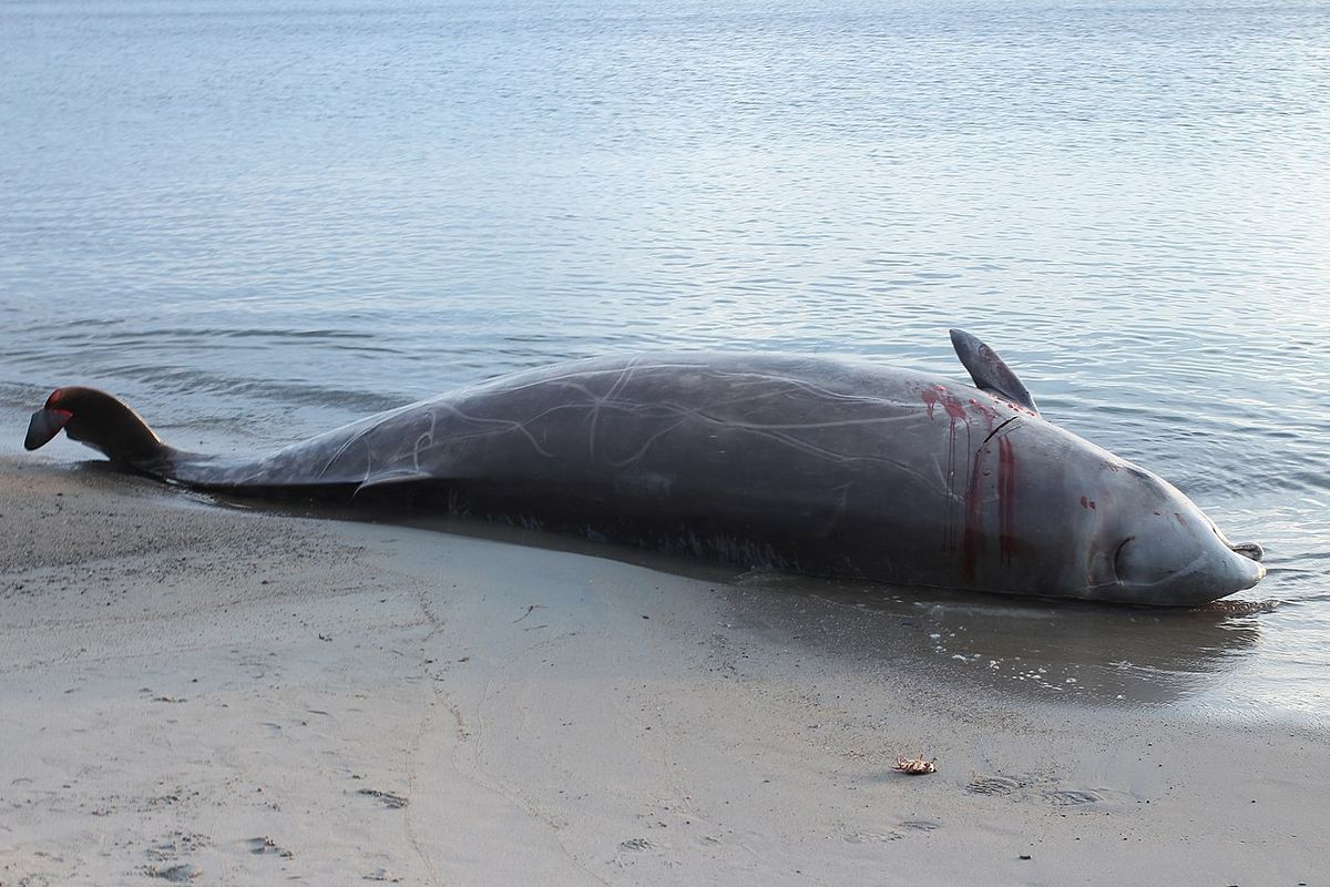 Dolfijn van Cuvier gaat gebukt onder sonar van Amerikaanse defensie