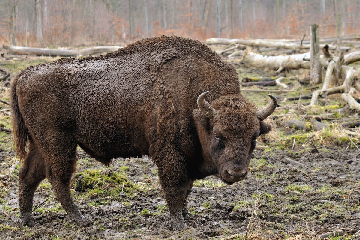 Groot-Brittannië gaat Europese bizon herintroduceren