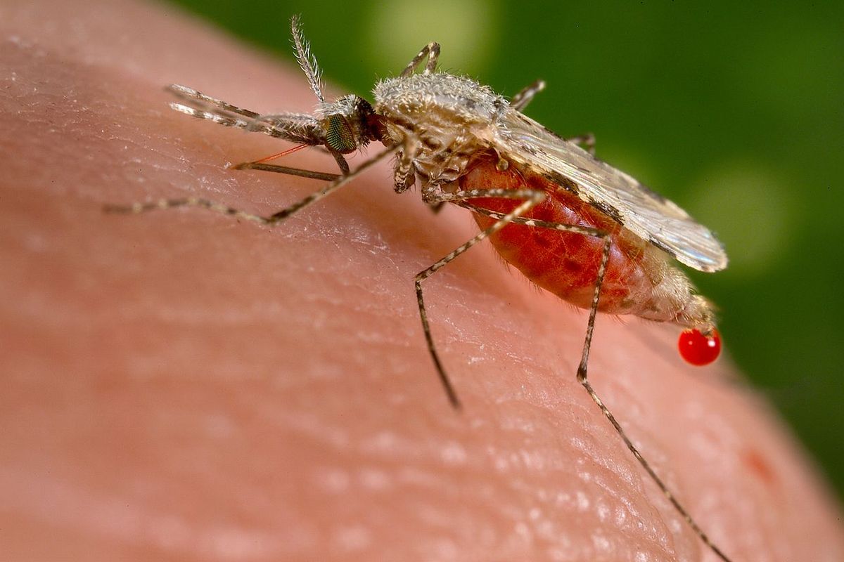 Indiase malariamug bezig aan opmars in Afrikaanse steden