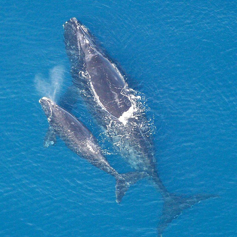 Walvissoort noordkaper doet het 'goed' bij Florida