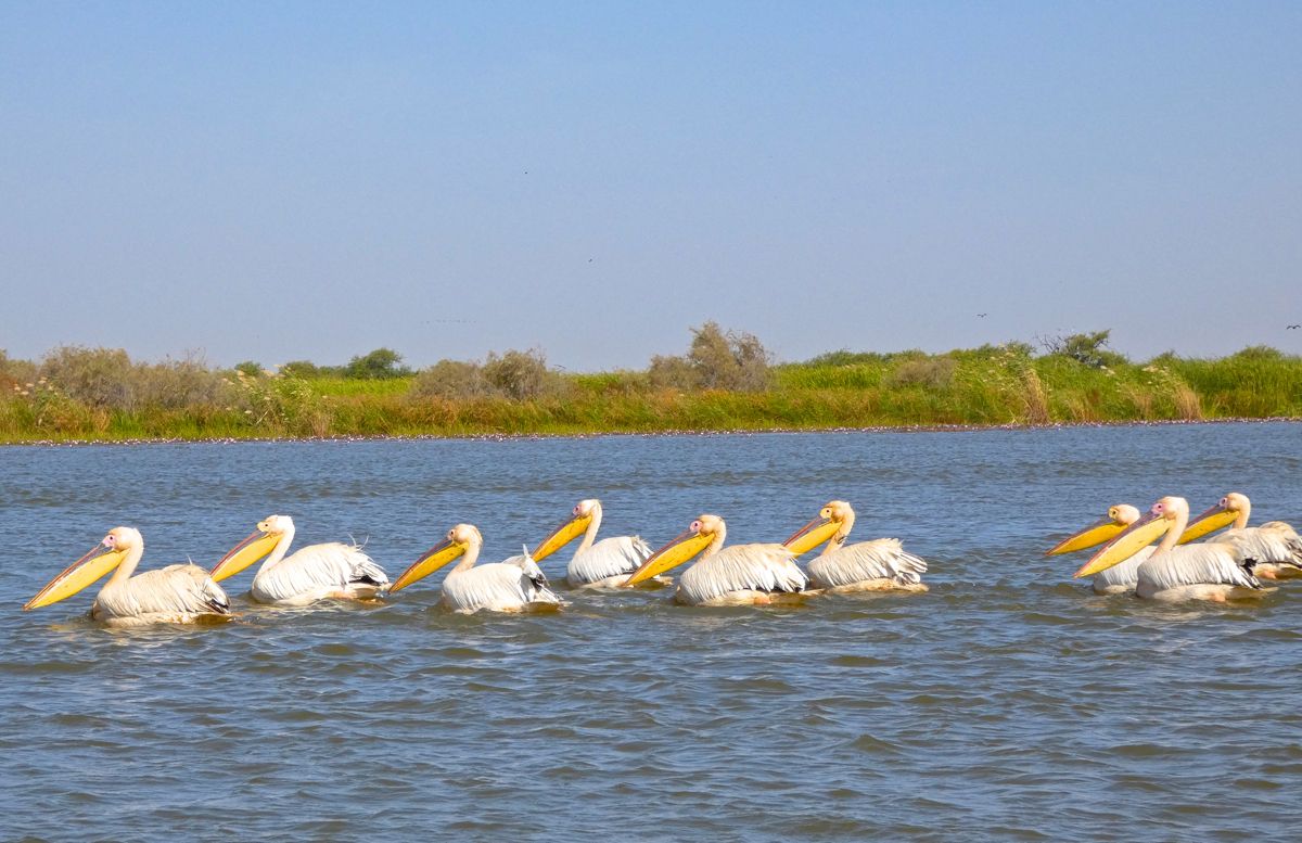 Mysterieuze dood van 700 pelikanen in Senegal
