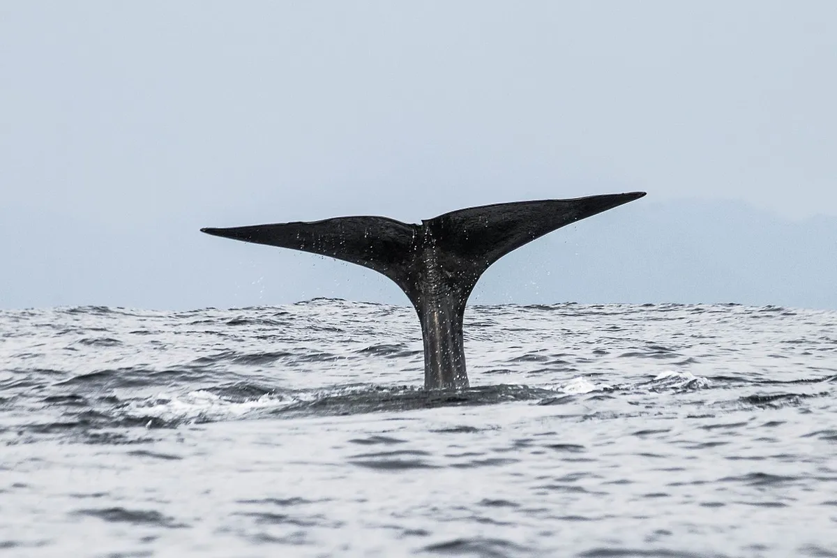 Video | Potvis aangespoeld op Vlieland