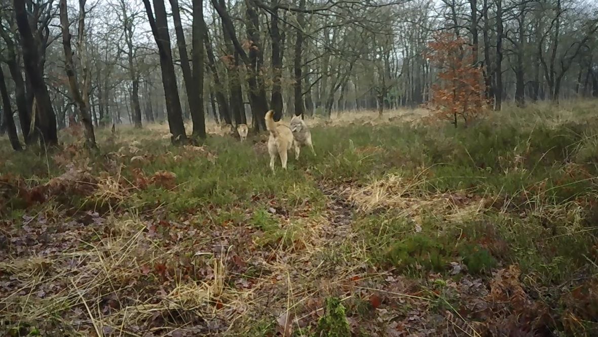 Video | Eerste beelden grote wolven roedel Noord-Veluwe