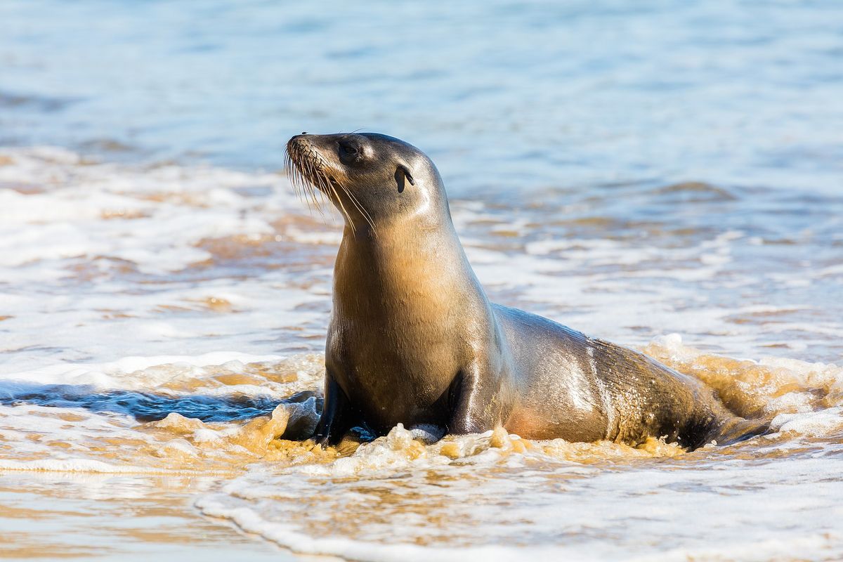 Mysterie rond dode Californische zeeleeuwen na jaren ontrafeld