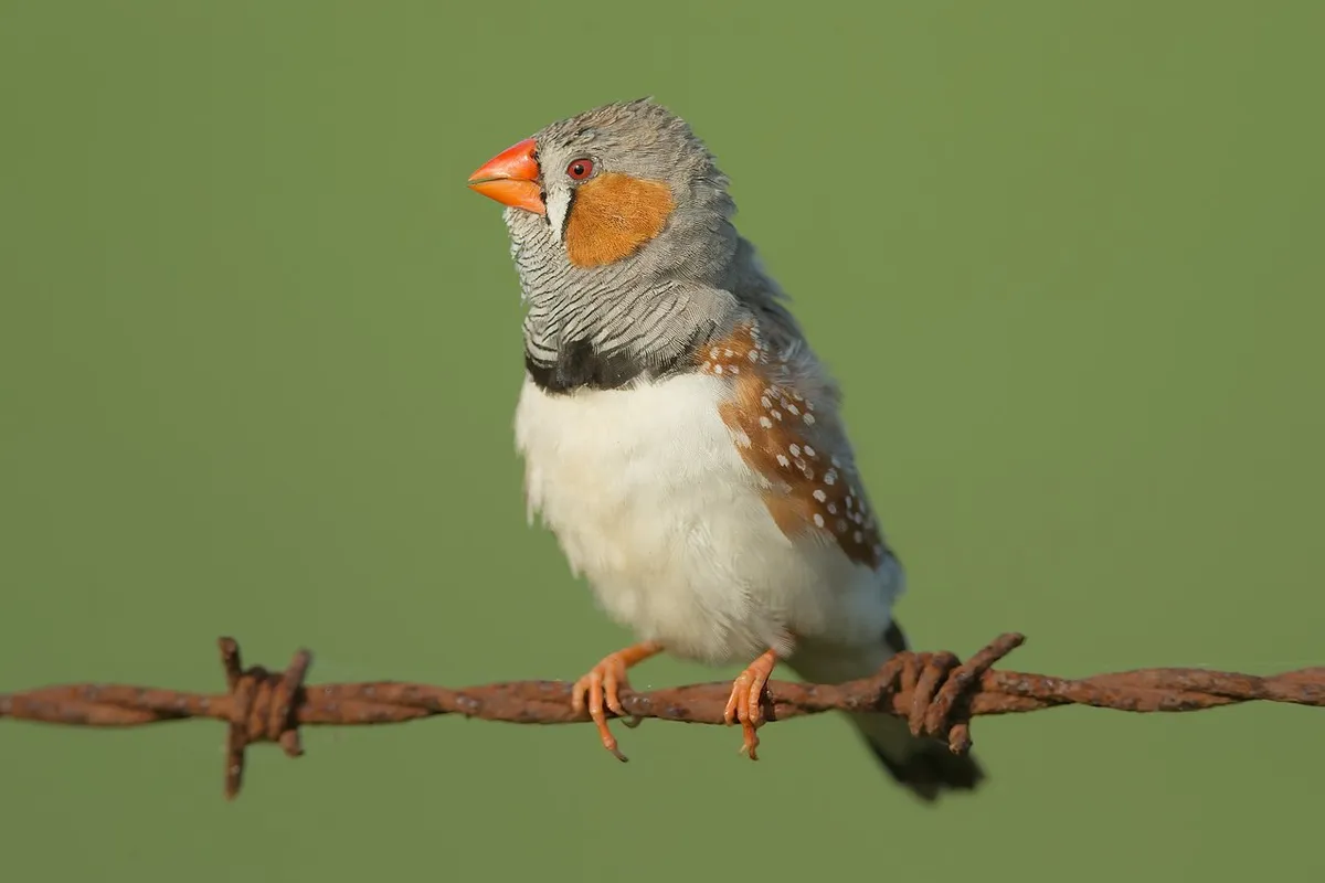 Dieren worden behoorlijk gehinderd door 'geluid vervuiling'