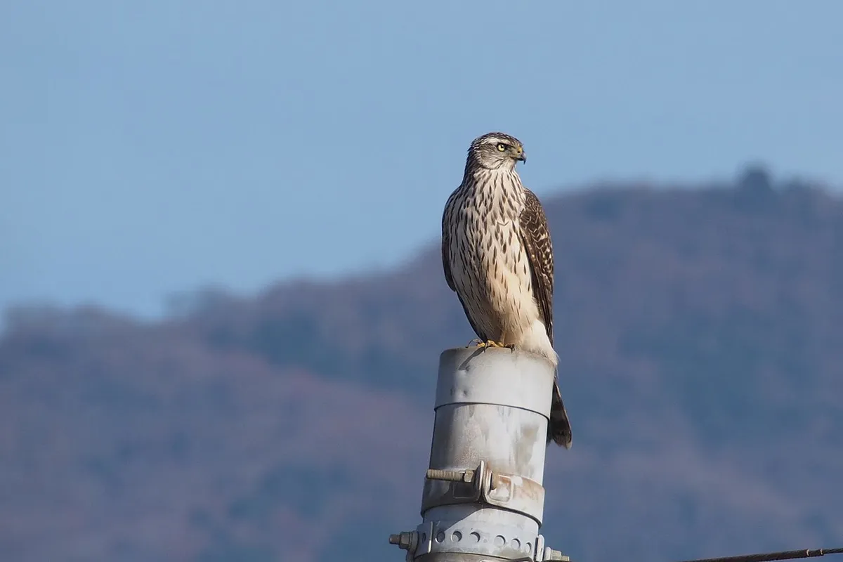 Rattengif zorgt voor flinke sterfte van roofvogels in Duitsland