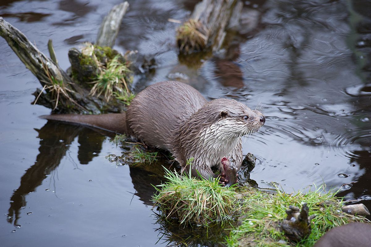 Otter bezig aan opleving in Nederland