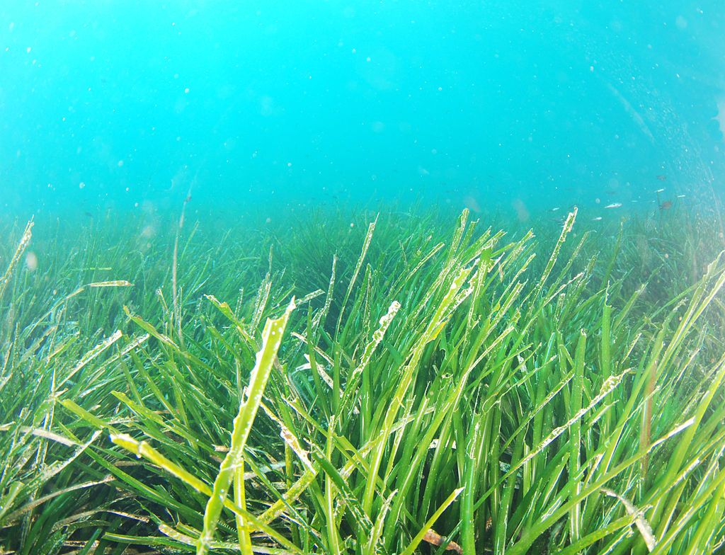 Zeegras Posidonia heeft het moeilijk door mens en klimaatveranderingen