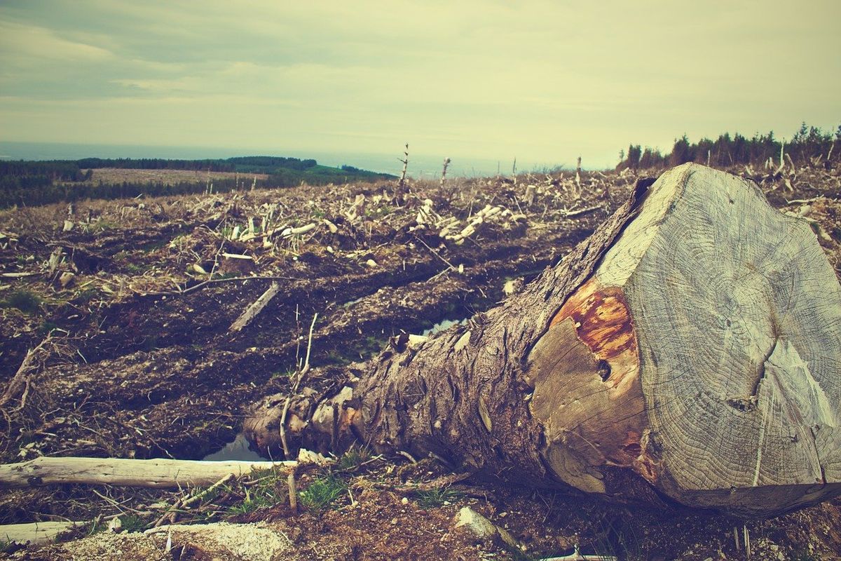 Treurig: Nederland is grote aanjager van wereldwijde ontbossing